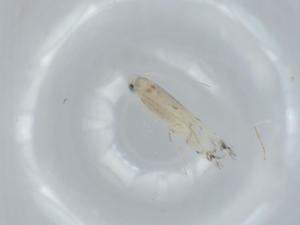  ( - BIOUG63894-D09)  @11 [ ] CreativeCommons - Attribution (2021) Centre for Biodiversity Genomics Centre for Biodiversity Genomics