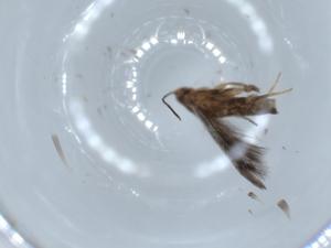  ( - BIOUG56468-C06)  @11 [ ] CreativeCommons - Attribution (2020) Centre for Biodiversity Genomics Centre for Biodiversity Genomics