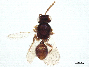  ( - BIOUG56468-G04)  @11 [ ] CreativeCommons - Attribution (2022) CBG Photography Group Centre for Biodiversity Genomics