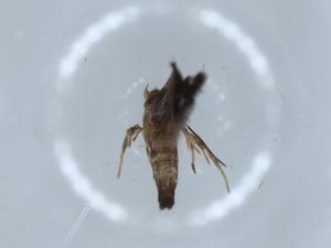  ( - BIOUG56474-G11)  @11 [ ] CreativeCommons - Attribution (2020) Centre for Biodiversity Genomics Centre for Biodiversity Genomics