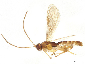  ( - BIOUG55565-D10)  @11 [ ] CreativeCommons - Attribution Share - Alike (2025) CBG Photography Group Centre for Biodiversity Genomics