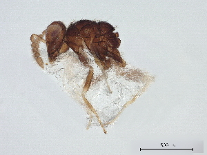  ( - BIOUG55565-D11)  @11 [ ] CreativeCommons - Attribution (2022) CBG Photography Group Centre for Biodiversity Genomics