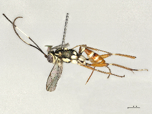  (crypMalaise01 Malaise5313 - BIOUG56804-C08)  @11 [ ] CreativeCommons - Attribution Share - Alike (2025) CBG Photography Group Centre for Biodiversity Genomics