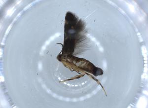  ( - BIOUG56629-C01)  @11 [ ] CreativeCommons - Attribution (2020) Centre for Biodiversity Genomics Centre for Biodiversity Genomics