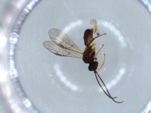  ( - BIOUG56633-F02)  @11 [ ] CreativeCommons - Attribution (2020) Centre for Biodiversity Genomics Centre for Biodiversity Genomics