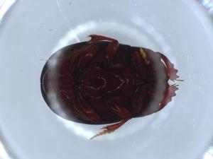  ( - BIOUG55674-H03)  @11 [ ] CreativeCommons - Attribution (2020) Centre for Biodiversity Genomics Centre for Biodiversity Genomics