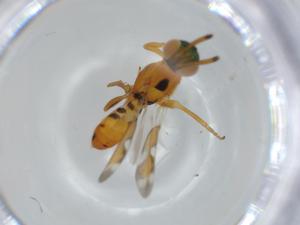  ( - BIOUG63489-G06)  @11 [ ] CreativeCommons - Attribution (2020) Centre for Biodiversity Genomics Centre for Biodiversity Genomics