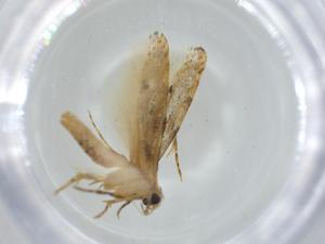  ( - BIOUG62779-E12)  @11 [ ] CreativeCommons - Attribution (2020) Centre for Biodiversity Genomics Centre for Biodiversity Genomics