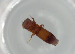  ( - BIOUG63115-A10)  @11 [ ] CreativeCommons - Attribution (2020) Centre for Biodiversity Genomics Centre for Biodiversity Genomics