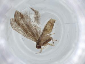  (gelMalaise01 Malaise3804 - BIOUG62234-H04)  @11 [ ] CreativeCommons - Attribution (2021) Centre for Biodiversity Genomics Centre for Biodiversity Genomics