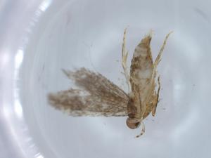  ( - BIOUG62984-F04)  @11 [ ] CreativeCommons - Attribution (2021) Centre for Biodiversity Genomics Centre for Biodiversity Genomics