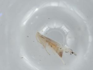  ( - BIOUG61736-G06)  @11 [ ] CreativeCommons - Attribution (2021) Centre for Biodiversity Genomics Centre for Biodiversity Genomics