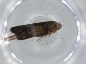  ( - BIOUG64048-B04)  @11 [ ] CreativeCommons - Attribution (2021) Centre for Biodiversity Genomics Centre for Biodiversity Genomics