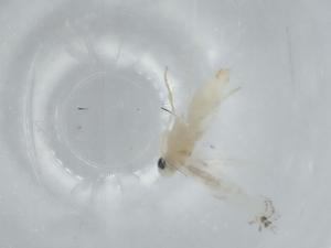  ( - BIOUG64013-A04)  @11 [ ] CreativeCommons - Attribution (2021) Centre for Biodiversity Genomics Centre for Biodiversity Genomics