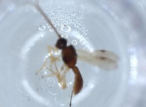  ( - BIOUG55686-E10)  @11 [ ] CreativeCommons - Attribution (2020) Centre for Biodiversity Genomics Centre for Biodiversity Genomics