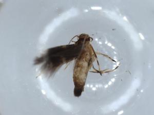  ( - BIOUG55726-B07)  @11 [ ] CreativeCommons - Attribution (2020) Centre for Biodiversity Genomics Centre for Biodiversity Genomics