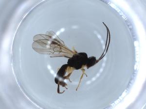  ( - BIOUG56094-H10)  @11 [ ] CreativeCommons - Attribution (2020) Centre for Biodiversity Genomics Centre for Biodiversity Genomics