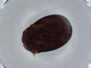  ( - BIOUG57336-F09)  @11 [ ] CreativeCommons - Attribution (2020) Centre for Biodiversity Genomics Centre for Biodiversity Genomics