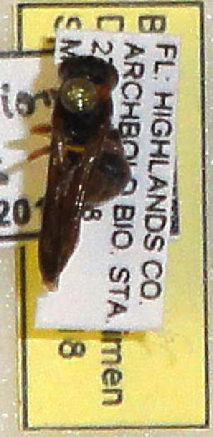  (Stenodynerus histrionalis - PMAE0318)  @12 [ ] Unspecified (default): All Rights Reserved  Unspecified Unspecified