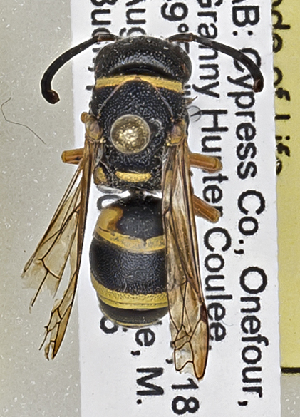  (Euodynerus annulatus arvensis - PMAE0553)  @13 [ ] CreativeCommons - Attribution Non-Commercial Share-Alike (2016) Royal Alberta Museum Royal Alberta Museum