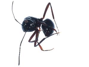  (Polyrhachis mackayi - 07-NSWBB-1284)  @14 [ ] CreativeCommons - Attribution (2008) CBG Photography Group Centre for Biodiversity Genomics