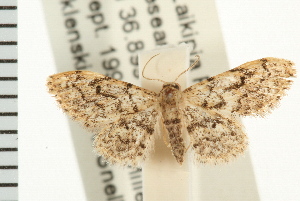  (Idaea BOLD:AAF9492 - USNM ENT 00192444)  @14 [ ] CreativeCommons - Attribution (2008) CBG Photography Group Centre for Biodiversity Genomics