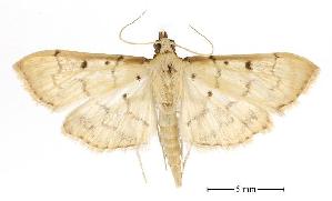  (Herpetogramma juba - USNM ENT 00193021)  @14 [ ] Unspecified (default): All Rights Reserved  Unspecified Unspecified