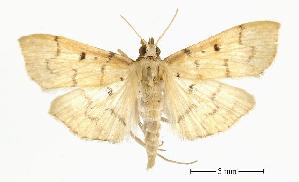  (Herpetogramma juba - USNM ENT 00194850)  @14 [ ] Unspecified (default): All Rights Reserved  Unspecified Unspecified