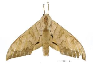  (Pseudoclanis occidentalis - USNM ENT 00196525)  @15 [ ] Copyright (2010) Scott Miller Smithsonian Institution