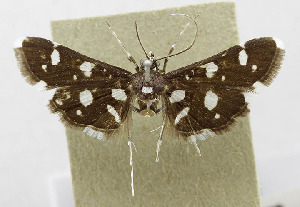  ( - USNM ENT 01067106)  @11 [ ] Unspecified (default): All Rights Reserved  Unspecified Unspecified