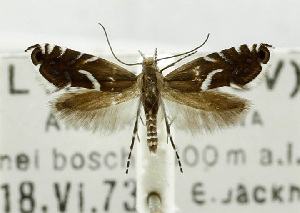  (Glyphipterix minorella - USNM ENT 01068350)  @11 [ ] Unspecified (default): All Rights Reserved  Unspecified Unspecified