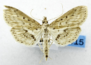  (Herpetogramma phthorosticta - USNM ENT 01069010)  @11 [ ] Unspecified (default): All Rights Reserved  Unspecified Unspecified