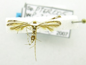  (PterophoridaeGEN sp. ABW7464 - USNM ENT 00666019)  @13 [ ] Unspecified (default): All Rights Reserved  Unspecified Unspecified