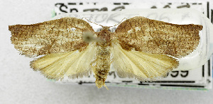  ( - USNM ENT 00800965)  @13 [ ] Unspecified (default): All Rights Reserved  Unspecified Unspecified