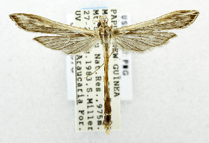  (Agdistopis halieutica - USNM ENT 00800976)  @11 [ ] Unspecified (default): All Rights Reserved  Unspecified Unspecified