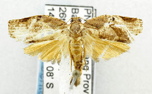  ( - USNM ENT 00800987)  @13 [ ] Unspecified (default): All Rights Reserved  Unspecified Unspecified