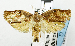  ( - USNM ENT 00800988)  @13 [ ] Unspecified (default): All Rights Reserved  Unspecified Unspecified