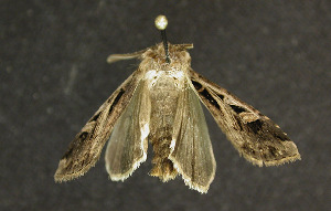  ( - moth1109.01)  @13 [ ] CreativeCommons - Attribution (2010) CBG Photography Group Centre for Biodiversity Genomics