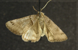  ( - moth138.01)  @12 [ ] CreativeCommons - Attribution (2010) CBG Photography Group Centre for Biodiversity Genomics