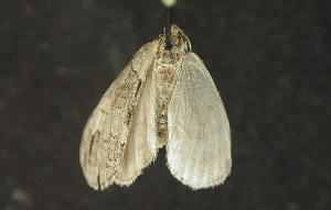  ( - moth320.01)  @13 [ ] CreativeCommons - Attribution (2010) CBG Photography Group Centre for Biodiversity Genomics