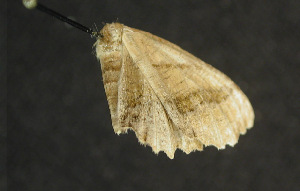  ( - moth695.01)  @12 [ ] CreativeCommons - Attribution (2010) CBG Photography Group Centre for Biodiversity Genomics