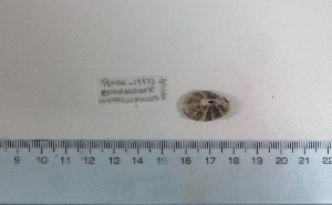 (Fissurella asperella - PEMAR_I1174)  @11 [ ] CreativeCommons - Attribution Non-Commercial Share-Alike (2021) Unspecified Universidad Nacional del Santa