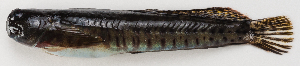  ( - M018-074)  @11 [ ] Copyright (2013) D. Ponton IRD