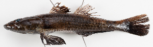  (Psammogobius biocellatus - M028-004)  @13 [ ] Copyright (2013) D. Ponton IRD