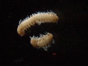  (Alciopidae - ADN-802)  @11 [ ] Copyright (2025) Ximena Orosco Montenegro Instituto del Mar del Peru