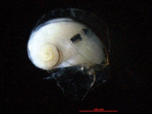  (Atlanta - ADN-950)  @11 [ ] Copyright (2025) Ximena Orosco Montenegro Instituto del Mar del Peru