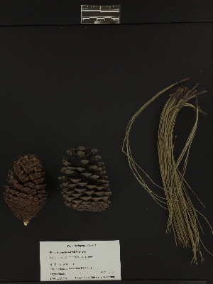  (Pinus hartwegii - PNCA177)  @13 [ ] CreativeCommons - Attribution Non-Commercial Share-Alike (2010) David Sebastian Gernandt Universidad Nacional Autonoma de Mexico, Instituto de Biologia