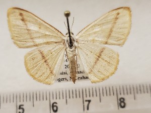  ( - CSUC107)  @11 [ ] CreativeCommons  Attribution Share-Alike (2021) Candice Sawyer California State University, Chico State Entomology Collection