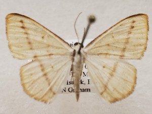  ( - CSUC108)  @11 [ ] CreativeCommons  Attribution Share-Alike (2021) Candice Sawyer California State University, Chico State Entomology Collection