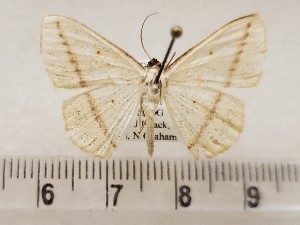  ( - CSUC109)  @11 [ ] CreativeCommons  Attribution Share-Alike (2021) Candice Sawyer California State University, Chico State Entomology Collection